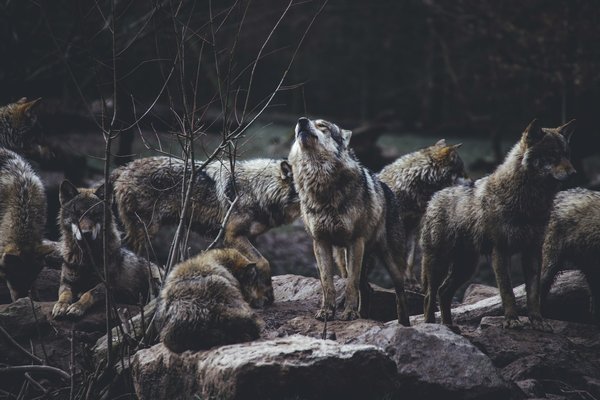 Quels sont les meilleurs spots pour observer des loups dans leur habitat naturel en Pologne?